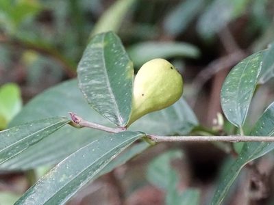 Ficus pyriformis, photographed by Toby Y