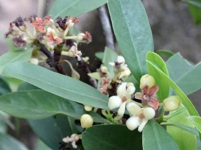 Garcinia oblongifolia, photographed by Toby Y