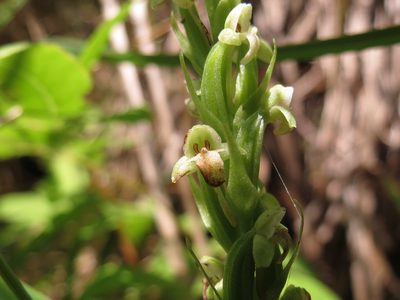 Platanthera flava, photographed by Reuven Martin