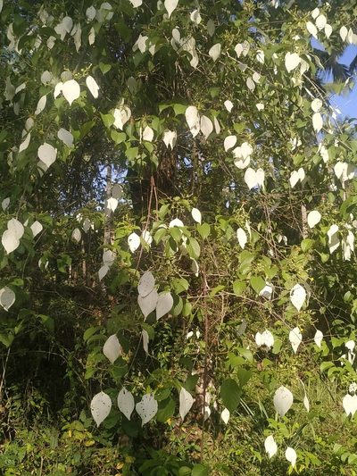 Mussaenda frondosa, photographed by Firos AK