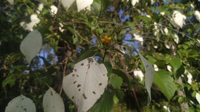 Mussaenda frondosa, photographed by Firos AK