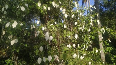 Mussaenda frondosa, photographed by Firos AK