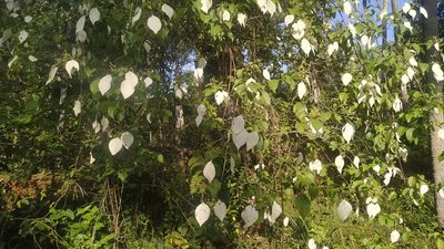 Mussaenda frondosa, photographed by Firos AK