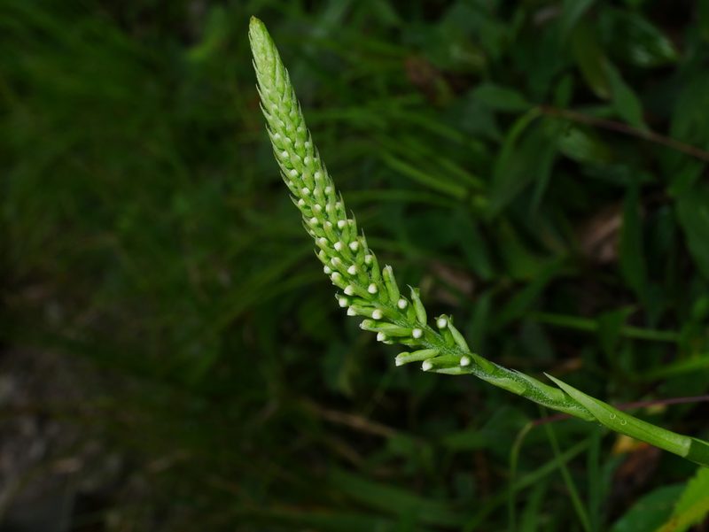Goodyera procera, photographed by Jacy Chen