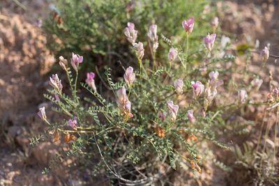 Hedysarum boveanum, photographed by Tim Johnson