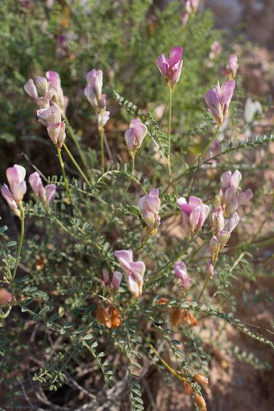 Hedysarum boveanum, photographed by Tim Johnson