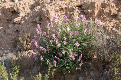 Hedysarum boveanum, photographed by Tim Johnson
