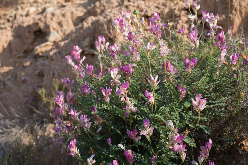 Hedysarum boveanum, photographed by Tim Johnson