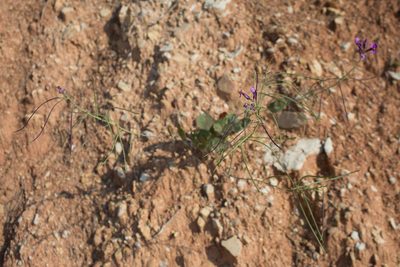 Moricandia moricandioides, photographed by Tim Johnson