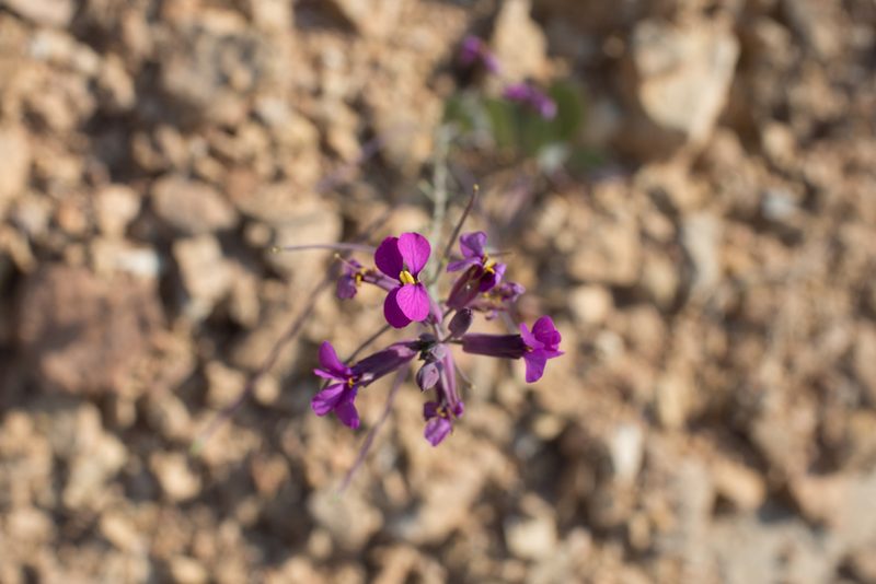 Moricandia moricandioides, photographed by Tim Johnson