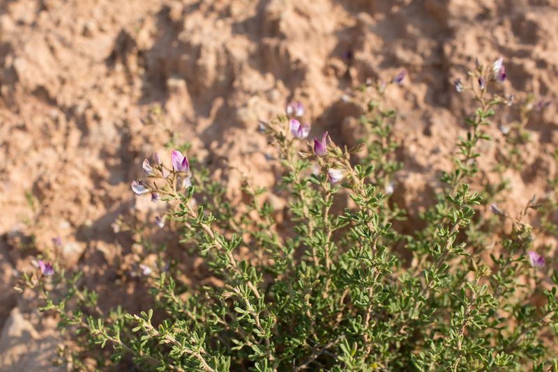 Ononis tridentata, photographed by Tim Johnson