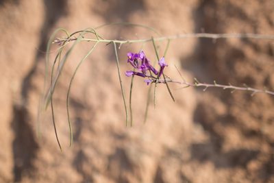 Moricandia moricandioides, photographed by Tim Johnson
