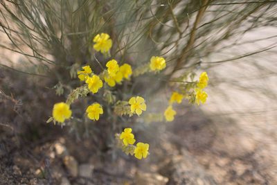 Helianthemum syriacum, photographed by Tim Johnson