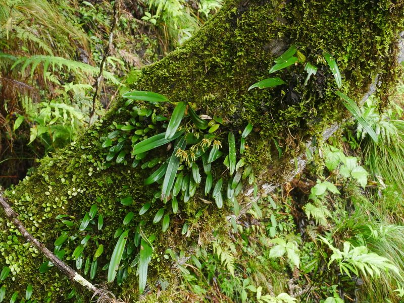 Bulbophyllum umbellatum, photographed by Jacy Chen