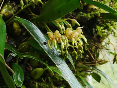 Bulbophyllum umbellatum, photographed by Jacy Chen