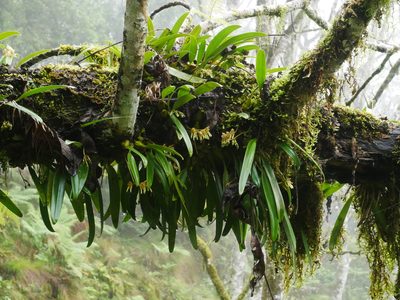 Bulbophyllum umbellatum, photographed by Jacy Chen