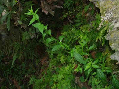 Veronicastrum loshanense, photographed by Jacy Chen