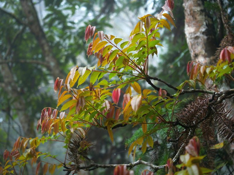 Meliosma rhoifolia, photographed by Jacy Chen
