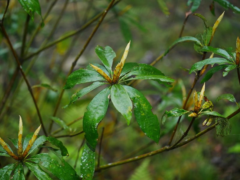Neolitsea konishii, photographed by Jacy Chen