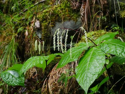Chloranthus oldhamii, photographed by Jacy Chen
