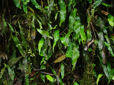 Loxogramme salicifolia, photographed by Jacy Chen