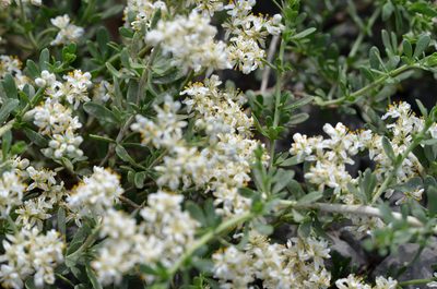 Nitraria sibirica, photographed by Zinogre