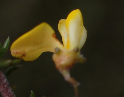 Aspalathus tenuissima, photographed by Nicola van Berkel