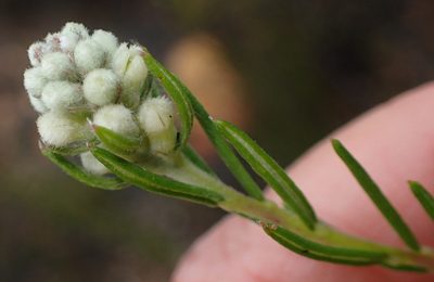 Phylica imberbis, photographed by Nicola van Berkel