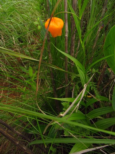 Sandersonia aurantiaca, photographed by James Rodger