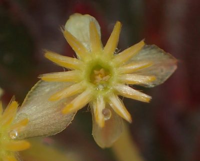 Struthiola tomentosa, photographed by Nicola van Berkel
