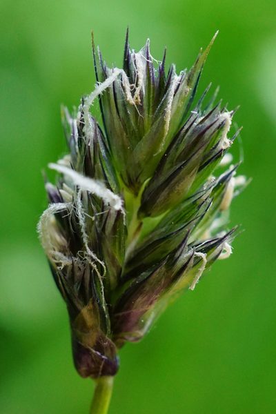 Sesleria uliginosa, photographed by Patrick Hacker