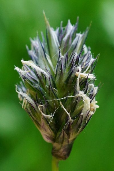 Sesleria uliginosa, photographed by Patrick Hacker