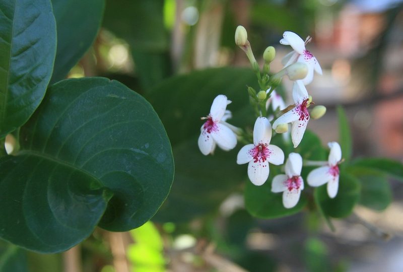 Pseuderanthemum maculatum, photographed by Brian Oakes Haiti Hunter