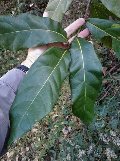 Cryptocarya hypospodia, photographed by Tony van Kampen