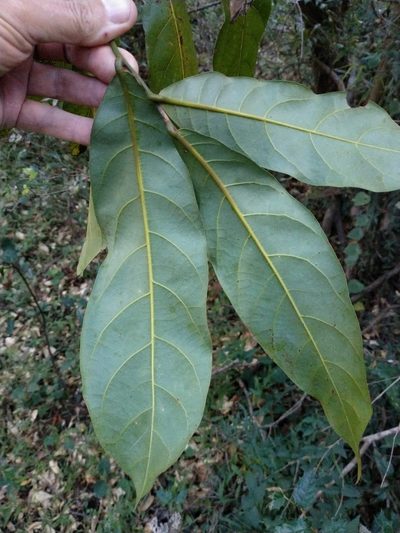Cryptocarya hypospodia, photographed by Tony van Kampen