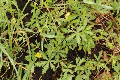 Potentilla flagellaris, photographed by Nina Filippova