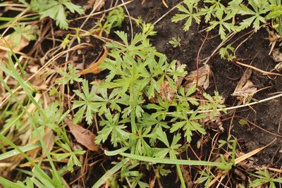 Potentilla flagellaris, photographed by Nina Filippova