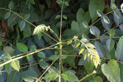 Comocladia dentata, photographed by Brian Oakes Haiti Hunter