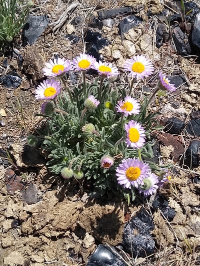Erigeron poliospermus, photographed by Tom Gulya