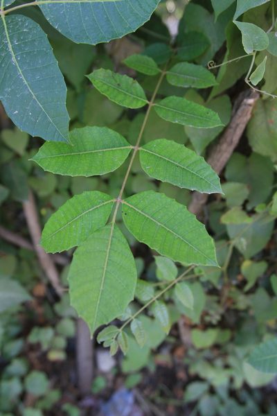 Comocladia dentata, photographed by Brian Oakes Haiti Hunter