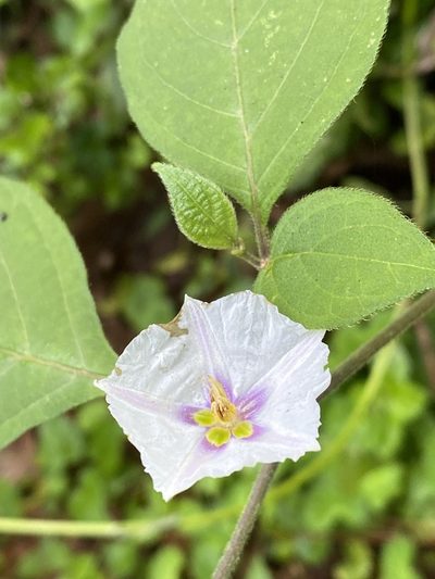 Lycianthes tricolor, photographed by Grete Pasch