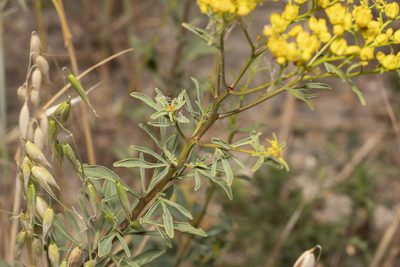 Haplophyllum buxbaumii, photographed by Eleftherios Katsillis