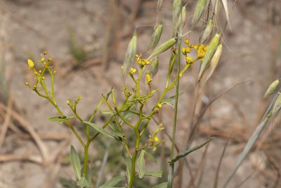 Haplophyllum buxbaumii, photographed by Eleftherios Katsillis