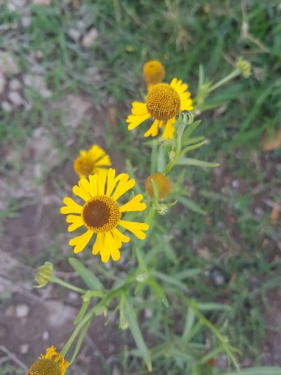 Helenium mexicanum, photographed by ASRS