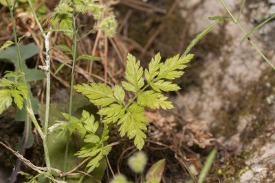 Torilis leptophylla, photographed by Eleftherios Katsillis