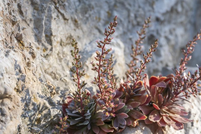 Rosularia serrata, photographed by Eleftherios Katsillis