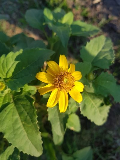 Heliopsis annua, photographed by ASRS