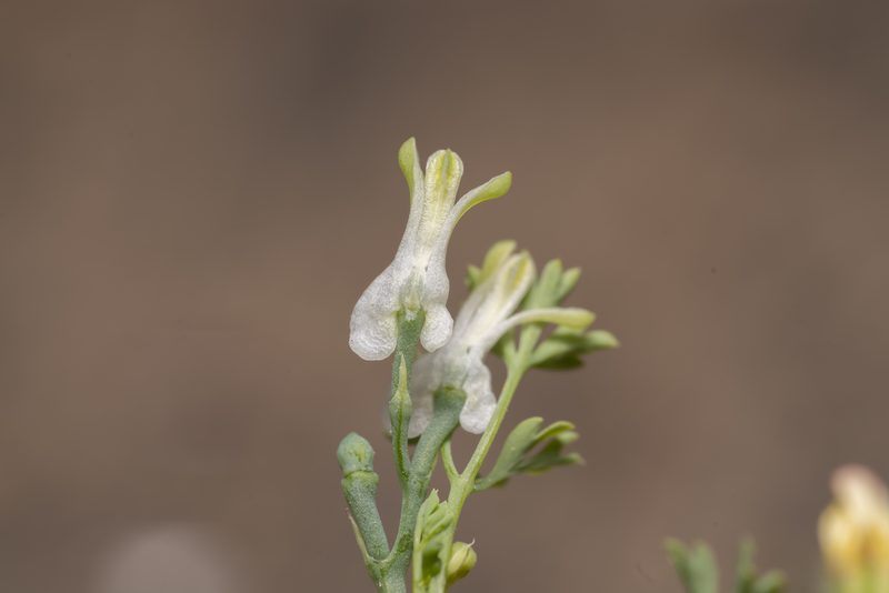 Fumaria macrocarpa, photographed by Eleftherios Katsillis