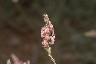 Onobrychis gracilis, photographed by Eleftherios Katsillis