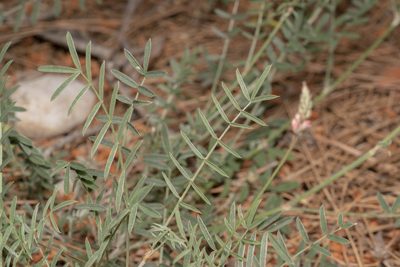 Onobrychis gracilis, photographed by Eleftherios Katsillis